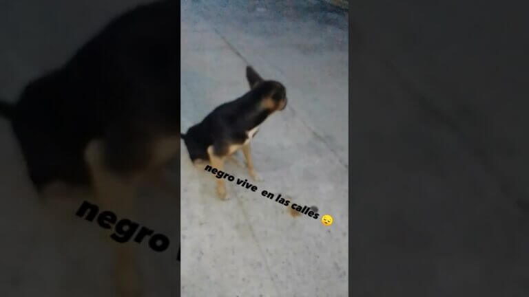 Porque es bueno ayudar a los animales