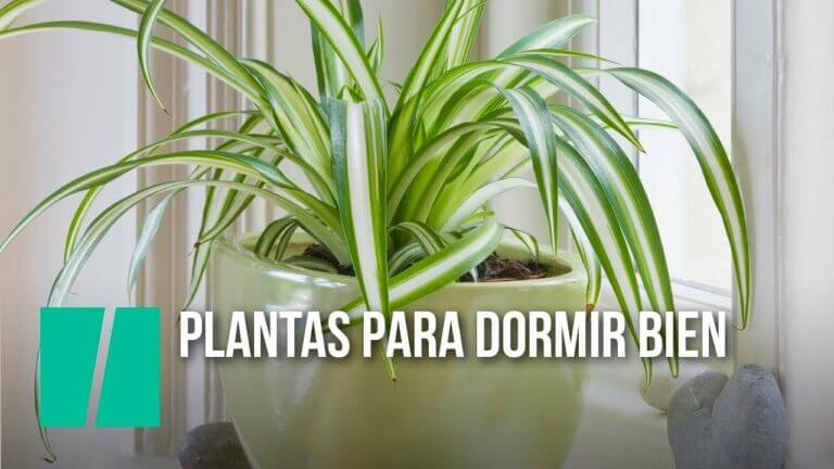 Plantas que te ayudan a dormir