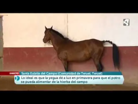 Persona que ayuda al caballo a montar a la yegua