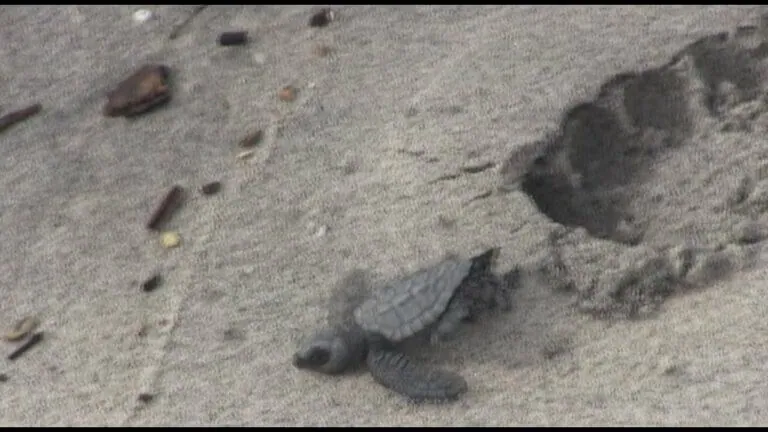 Ayuda a salvar tortugas marinas: ¡tú también puedes hacer la diferencia!