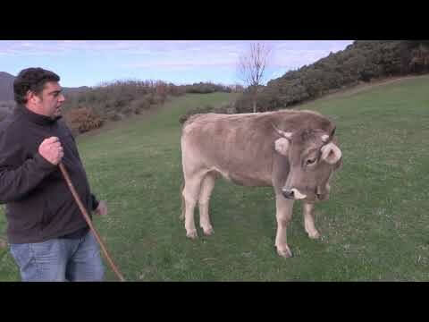 Los ganaderos en Cantabria: Vida en su hábitat natural