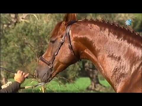 Venta de Caballos Hispanoárabes en Andalucía