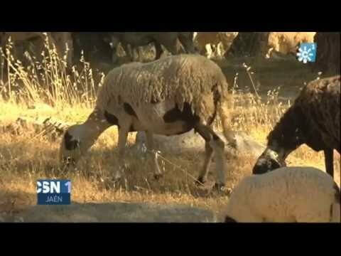 Venta de ovejas en Jaén: Encuentra las mejores ofertas