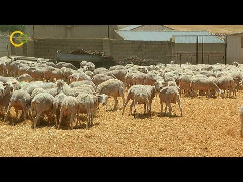 Venta de Ovejas Segureñas en Andalucía: Encuentra tu Ganado de Calidad